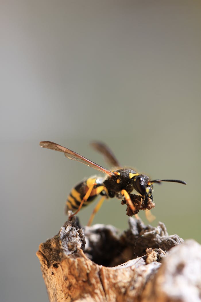 creative-02 Detailed macro shot of a wasp perched on a tree branch, captured in Olpe, Germany.