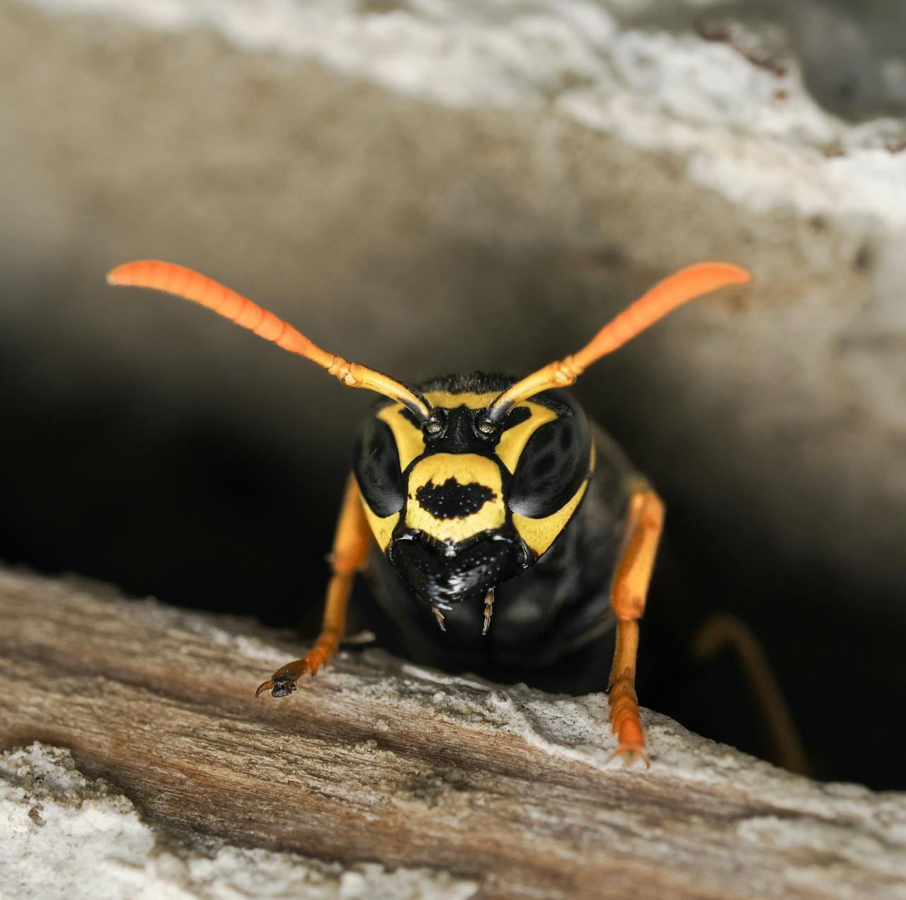 creative-03 Detailed macro of a yellowjacket wasp, highlighting its vibrant colors and textures.