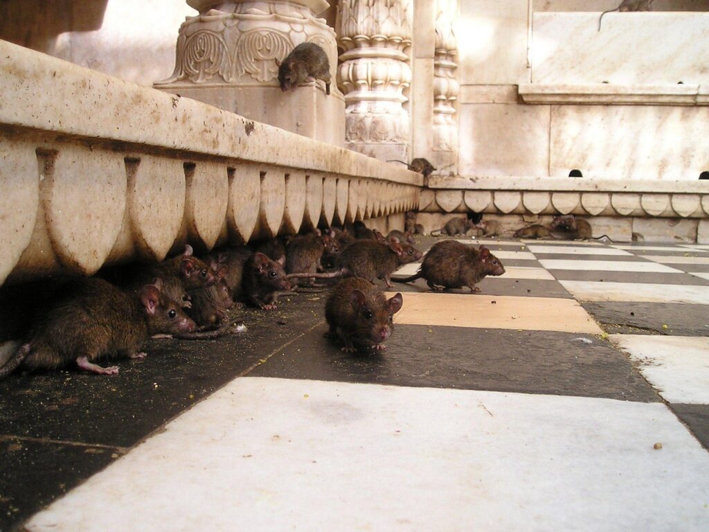 rats-avant